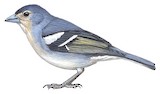 Canary Islands Chaffinch Illustration