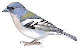 African Chaffinch Illustration