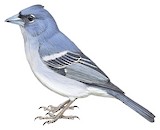 Gran Canaria Blue Chaffinch Illustration