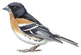 Brambling Illustration