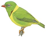 Yellow-collared Chlorophonia Illustration