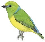 Blue-naped Chlorophonia Illustration