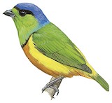 Chestnut-breasted Chlorophonia Illustration