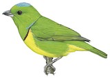 Blue-crowned Chlorophonia Illustration