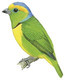 Golden-browed Chlorophonia Illustration