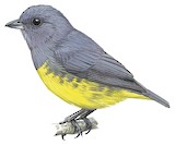 Plumbeous Euphonia Illustration