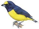 Scrub Euphonia Illustration