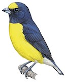 West Mexican Euphonia Illustration