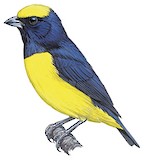 Yellow-crowned Euphonia Illustration