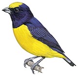 Purple-throated Euphonia Illustration