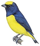 Trinidad Euphonia Illustration