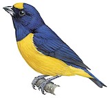 Velvet-fronted Euphonia Illustration