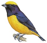 Orange-crowned Euphonia Illustration