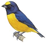 Finsch's Euphonia Illustration