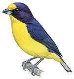 Violaceous Euphonia Illustration