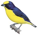 Thick-billed Euphonia Illustration