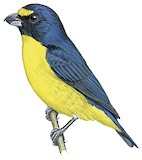 Green-chinned Euphonia Illustration