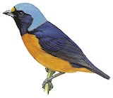 Elegant Euphonia Illustration