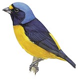 Hispaniolan Euphonia Illustration