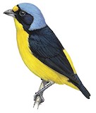 Puerto Rican Euphonia Illustration