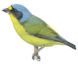 Lesser Antillean Euphonia Illustration