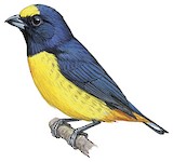 Fulvous-vented Euphonia Illustration