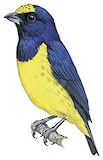 Spot-crowned Euphonia Illustration