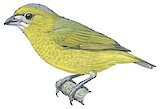 White-lored Euphonia Illustration