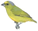 Bronze-green Euphonia Illustration