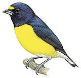 White-vented Euphonia Illustration