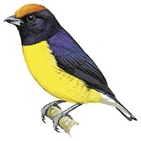 Tawny-capped Euphonia Illustration