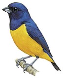 Rufous-bellied Euphonia Illustration