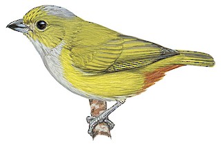 A. Three egg clutch of Chestnut-bellied Euphonia (Euphonia pectoralis)