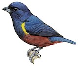 Chestnut-bellied Euphonia Illustration