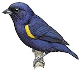 Golden-sided Euphonia Illustration