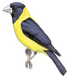 Black-and-yellow Grosbeak Illustration