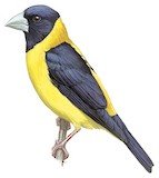 Collared Grosbeak Illustration