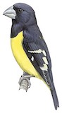 Spot-winged Grosbeak Illustration