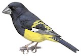 White-winged Grosbeak Illustration