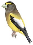 Evening Grosbeak Illustration