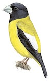 Hooded Grosbeak Illustration