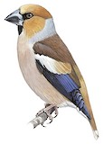 Hawfinch Illustration