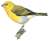 Nihoa Finch Illustration