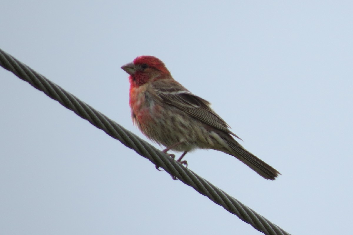 House Finch - Florence Rice