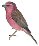 Blyth's Rosefinch Illustration