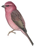 Red-mantled Rosefinch Illustration