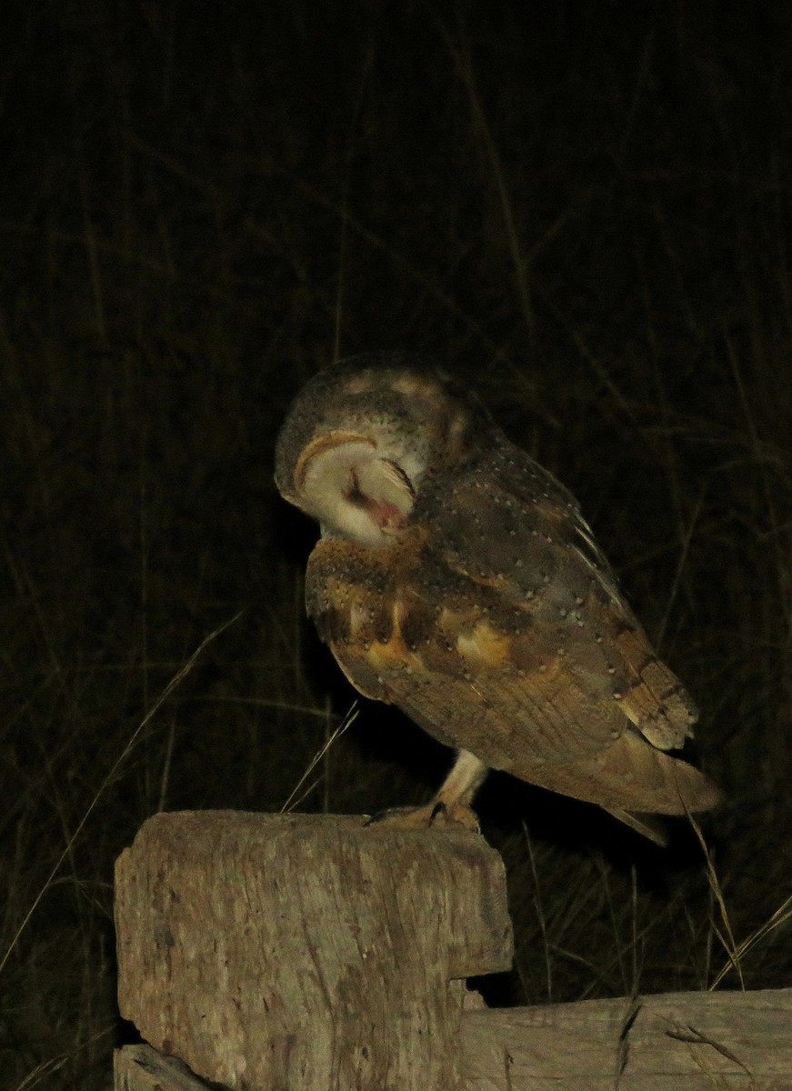 Barn Owl - Kent Warner