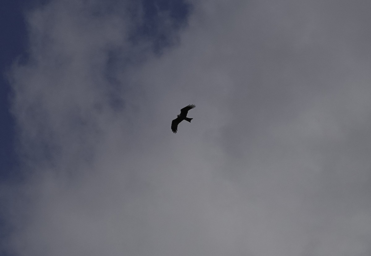 Black Kite - Jana Lagan