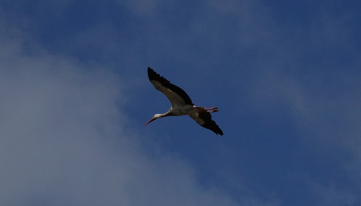 White Stork - ML153185331