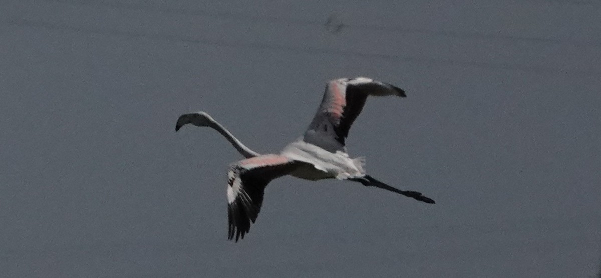 Greater Flamingo - ML153185861